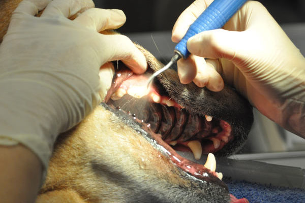 Marita uses an ultrasonic instrument to clean Abby’s teeth.