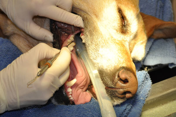 Marita probes Abby’s teeth for gingival pockets.