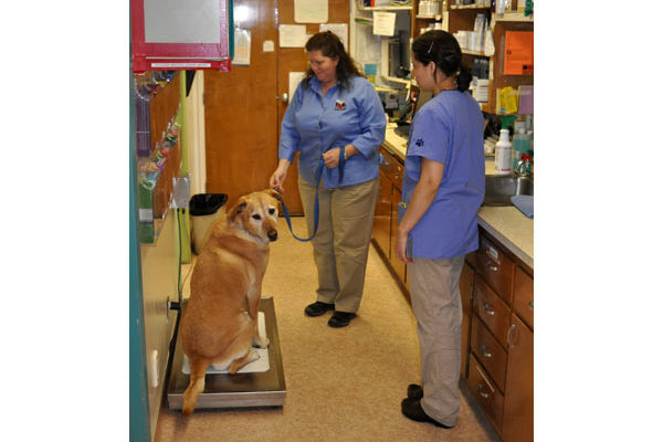 We weigh Abby in the pharmacy area.