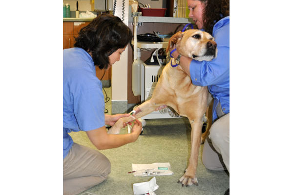 Marita inserts Abby’s IV catheter.