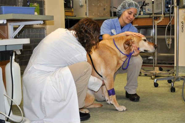 Dr. Fox performs a pre-anesthetic physical exam on Abby.